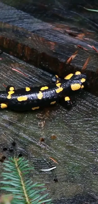 Black and yellow salamander on wet forest timber.