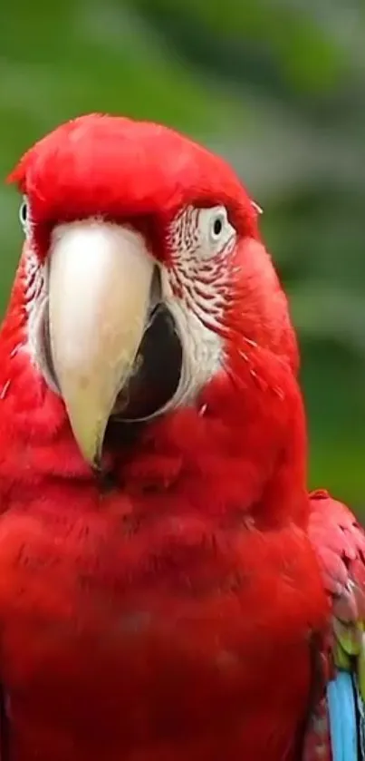 Close-up of vibrant scarlet macaw with vivid red plumage.