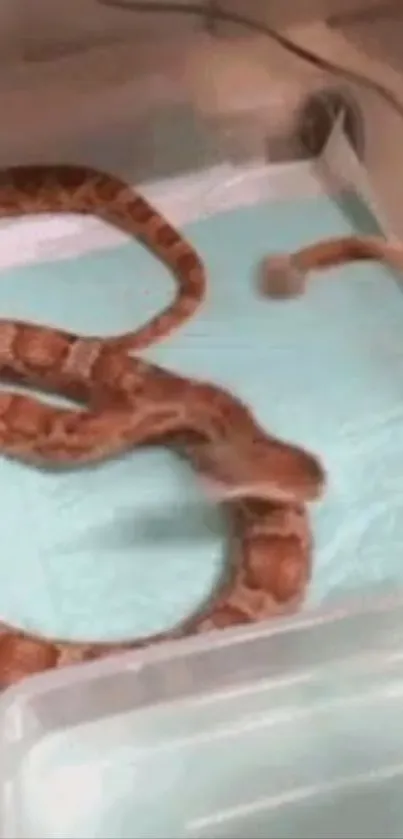 Vibrant snake on a light blue sheet, showcasing unique patterns.