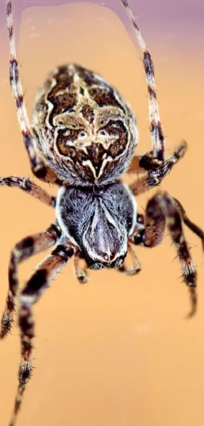 Close-up of a spider on a beige background, showcasing intricate details.