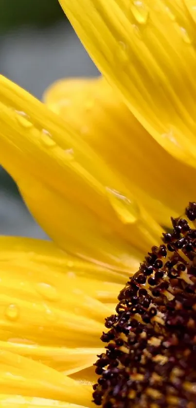 Close-up of a sunflower with yellow petals and water droplets.
