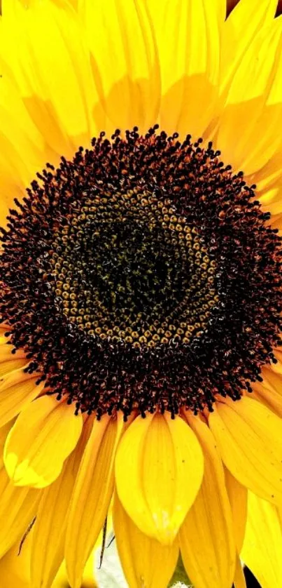 Vivid close-up of a sunflower with bright yellow petals.