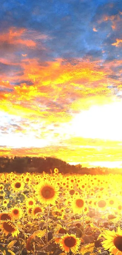 Vivid sunset over a field of sunflowers with a bright orange sky.