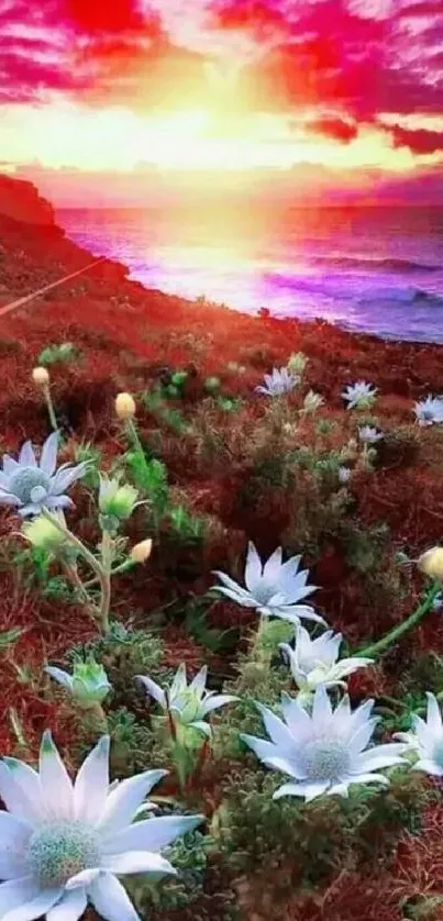 Vivid sunset over a coastal scene with white flowers.