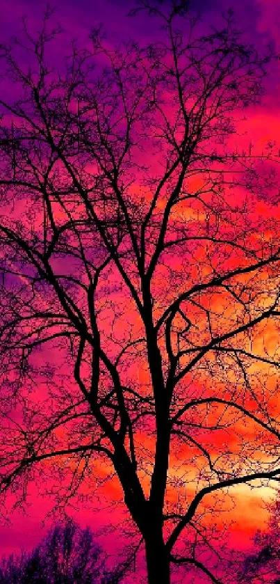 Vivid sunset with tree silhouette in purple and pink sky.