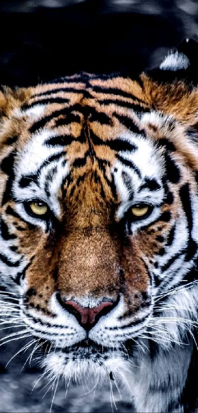 Close-up view of a tiger's face with intense eyes.