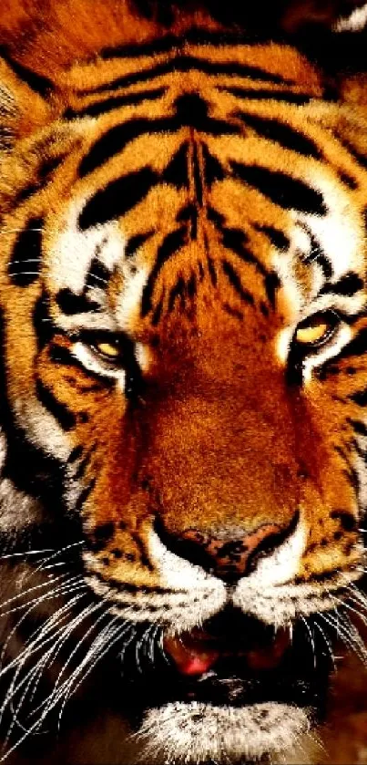 Close-up of a fierce tiger with striking orange and black stripes.