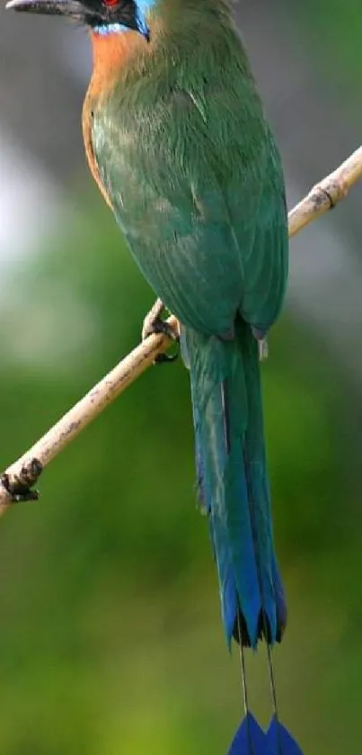 Colorful tropical bird perched on branch, vibrant green and blue plumage.