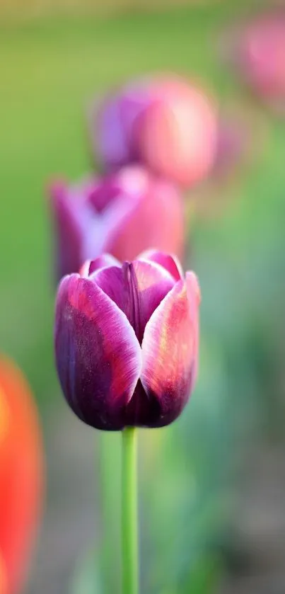 Close-up of purple tulip flowers with blurred background.