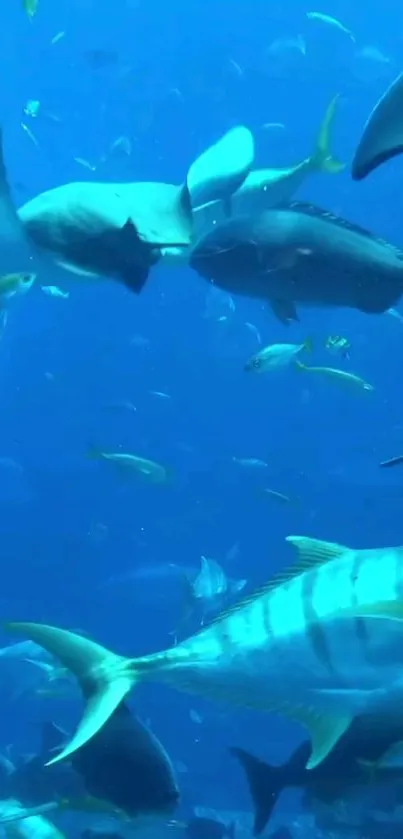 A vibrant underwater scene with various fish in a deep blue ocean setting.