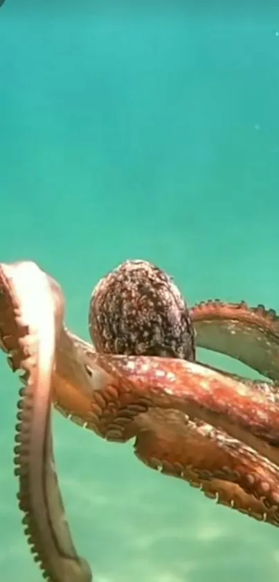 Vibrant octopus swimming undersea in turquoise waters.