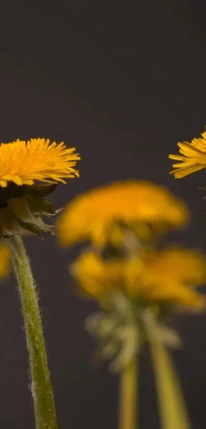 Yellow dandelions on a dark background, vibrant and minimalistic.