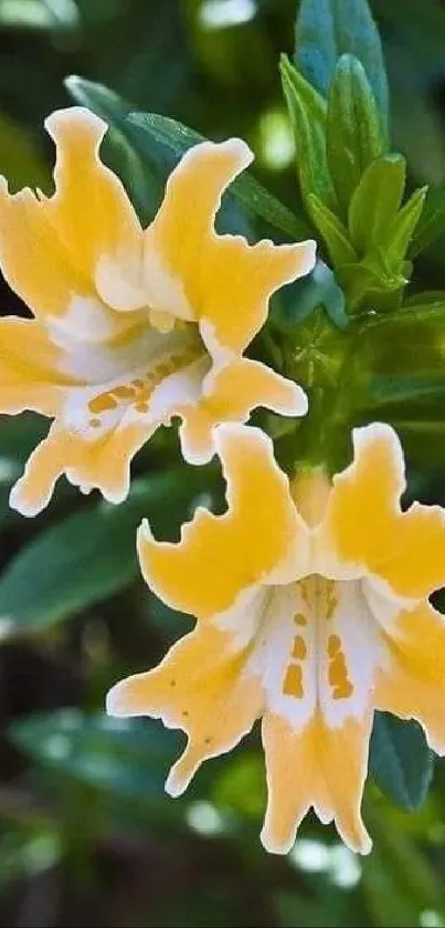 Yellow flowers with green foliage on mobile wallpaper.