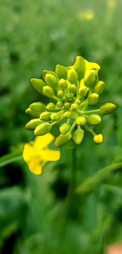 Close-up of yellow flower against a green backdrop, suitable for mobile wallpaper.