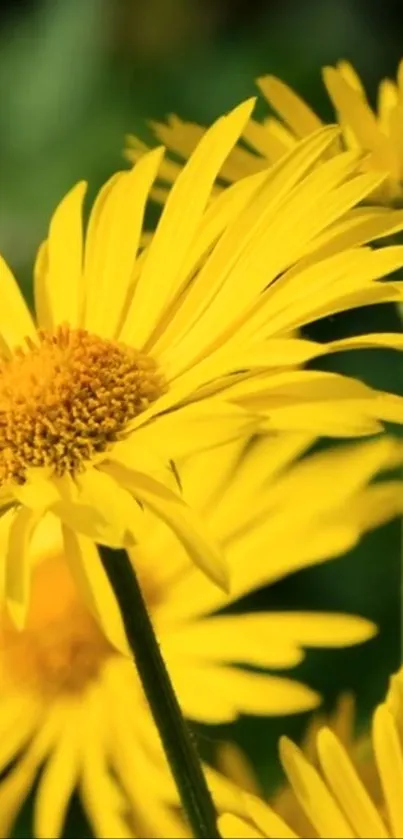 Close-up of vibrant yellow flowers in full bloom.