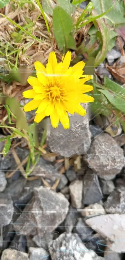 Yellow flower growing among rocks and greenery in nature.