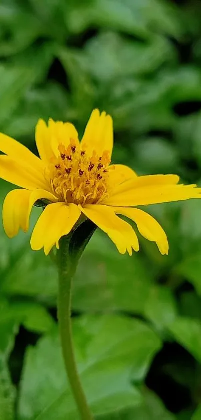 Vivid yellow flower against lush green leaves.