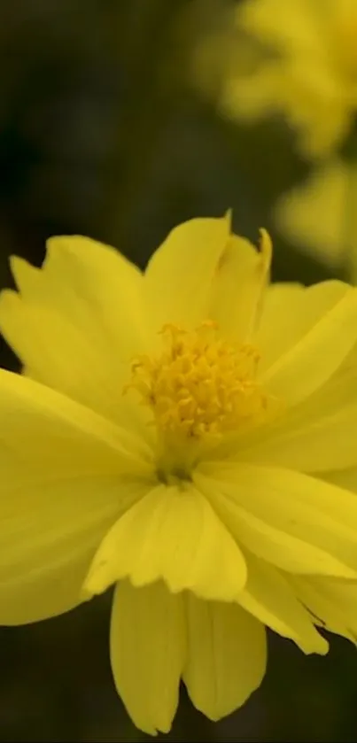 Close-up of a vibrant yellow flower blossom in focus.