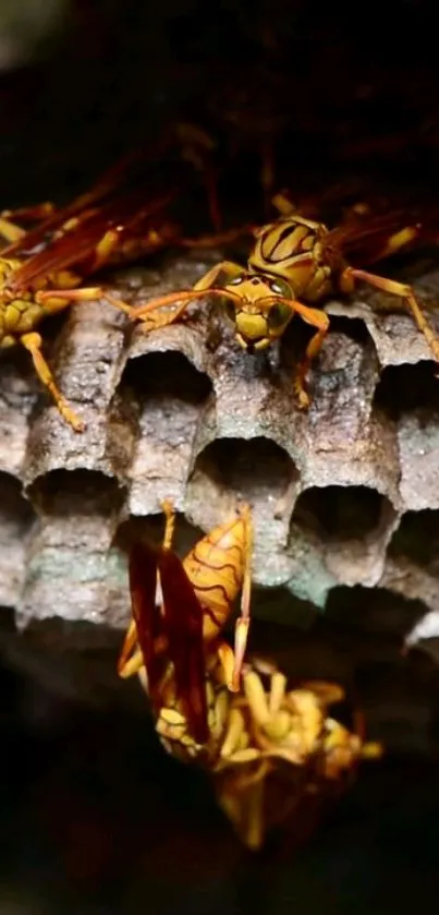 Close-up of wasps on a honeycomb nest.