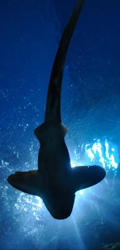 Water Atmosphere Vertebrate Live Wallpaper