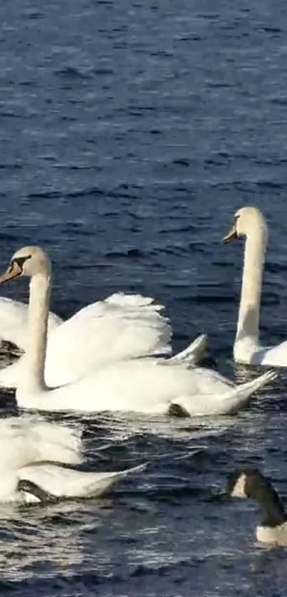 Water Bird Beak Live Wallpaper