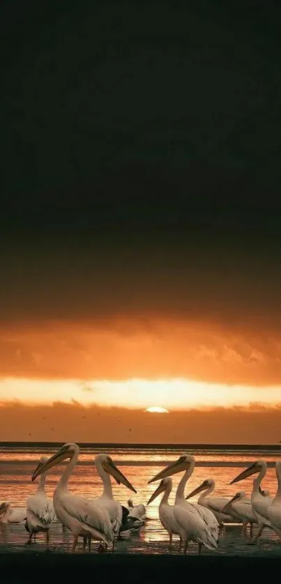 Water Bird Cloud Live Wallpaper