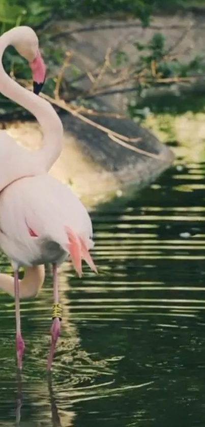 Water Bird Greater Flamingo Live Wallpaper