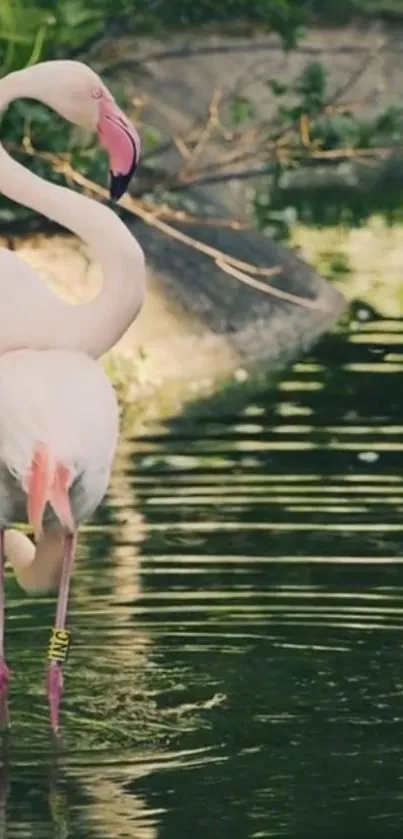 Water Bird Greater Flamingo Live Wallpaper