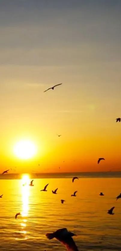 Water Bird Sky Live Wallpaper