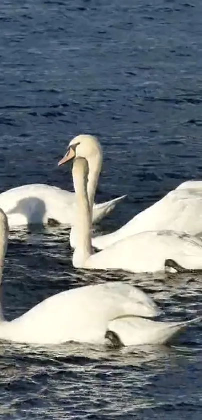 Water Bird Sky Live Wallpaper