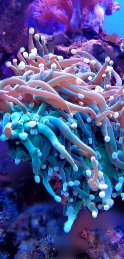 coral Live Wallpaper