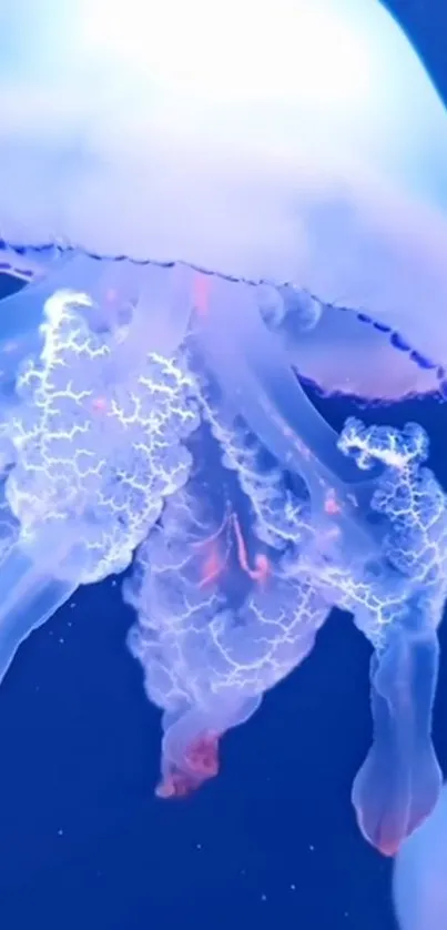 Water Blue Underwater Live Wallpaper