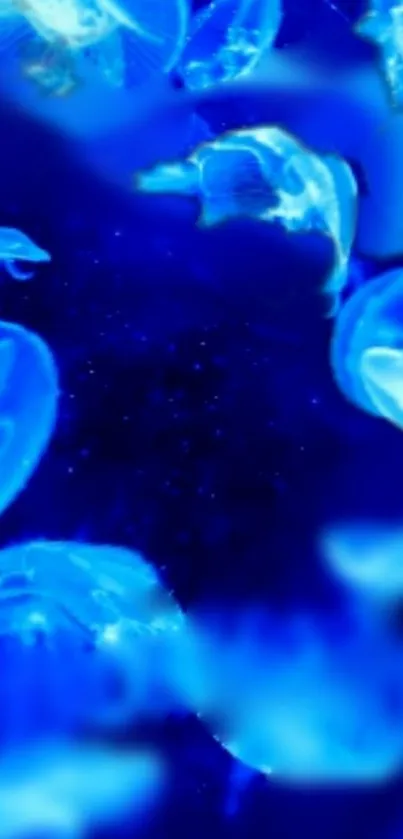 Water Blue Vertebrate Live Wallpaper