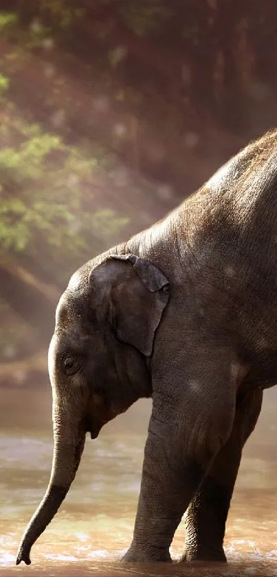 Water Elephant Ecoregion Live Wallpaper