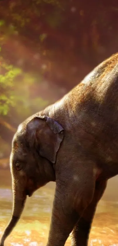 Water Elephant Working Animal Live Wallpaper