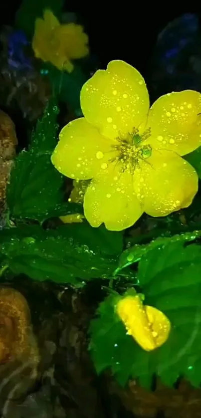 Water Flora Flower Live Wallpaper