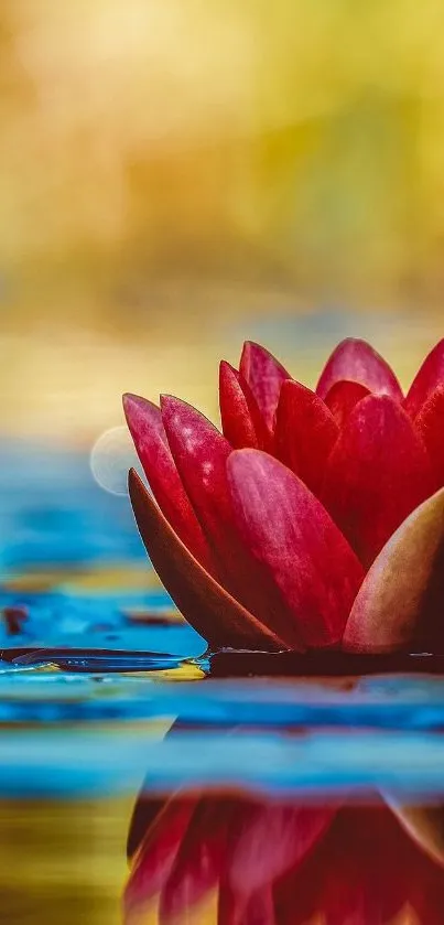 Water Flower Abstract Live Wallpaper