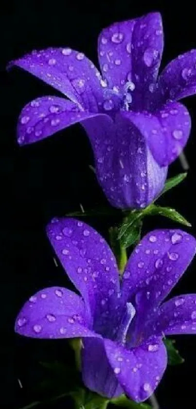 Water Flower Plant Live Wallpaper