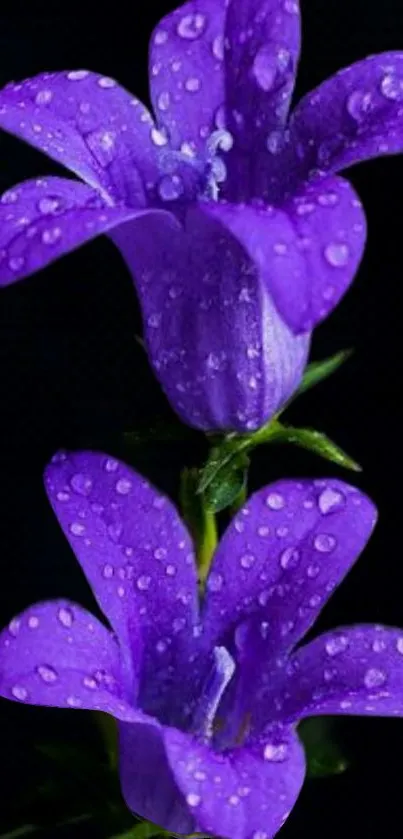 Water Flower Plant Live Wallpaper