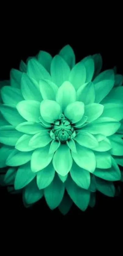 Water Flower Plant Live Wallpaper