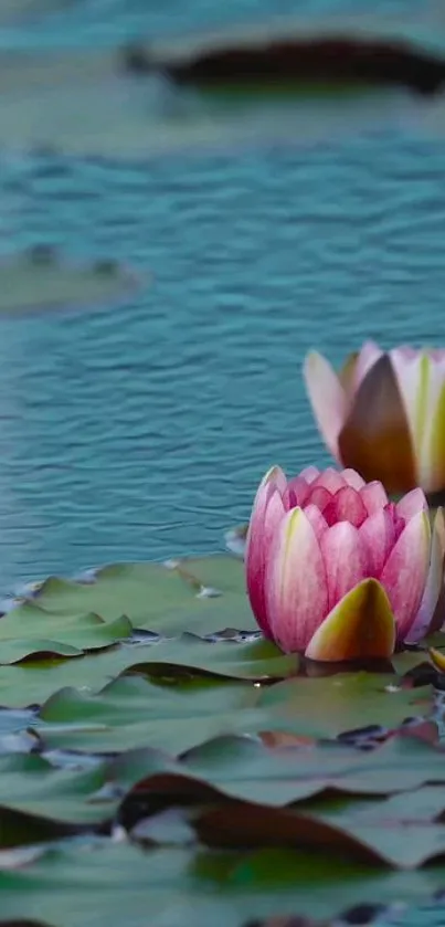 Water Flower Plant Live Wallpaper