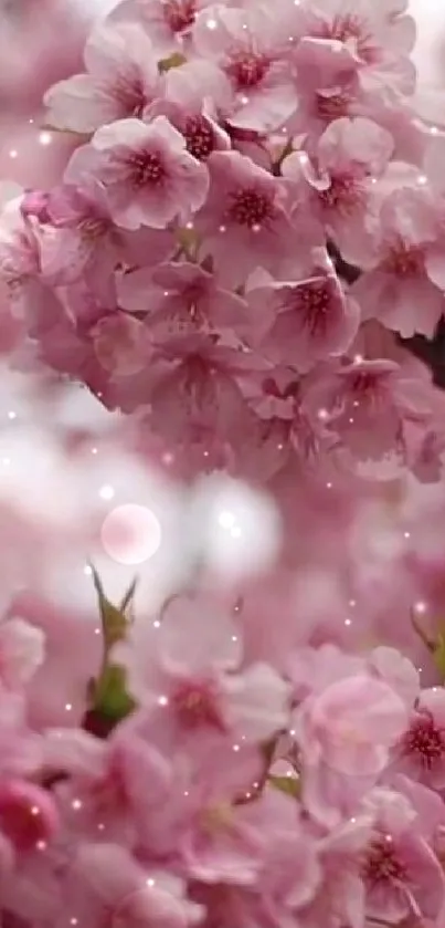 Water Flower Plant Live Wallpaper
