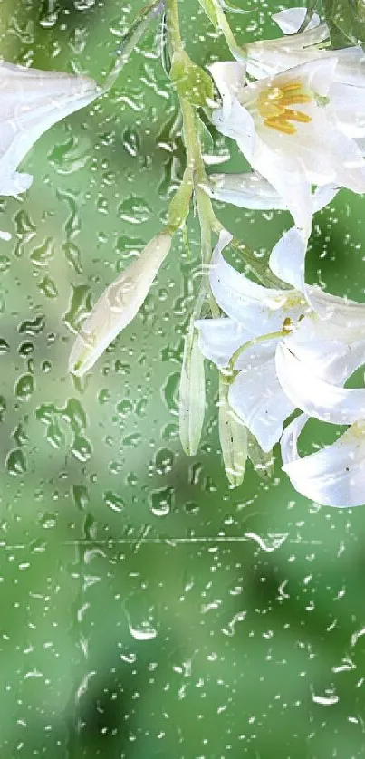 Water Flower Plant Live Wallpaper