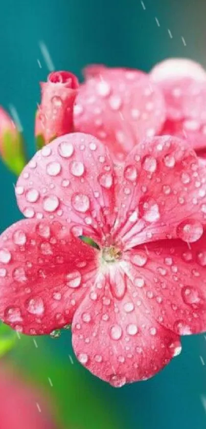 Water Flower Plant Live Wallpaper