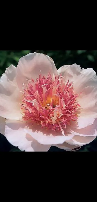 Water Flower Plant Live Wallpaper