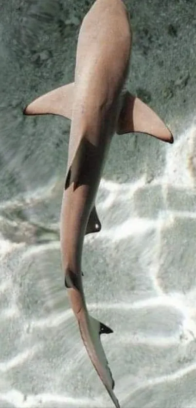 Shark gliding through clear ocean waters with sunlight reflections.