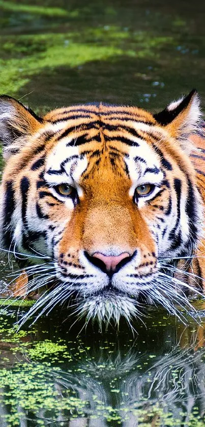 catt Live Wallpaper
