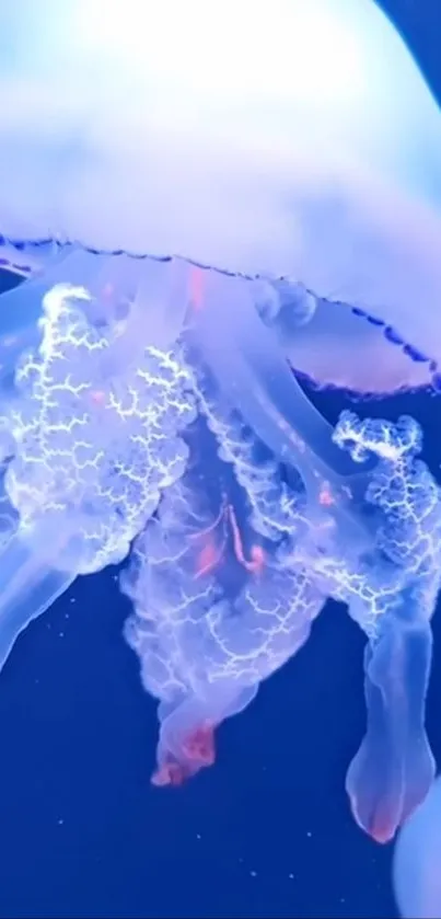 Water Jellyfish Liquid Live Wallpaper