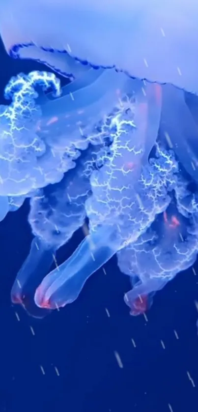 Water Jellyfish Liquid Live Wallpaper