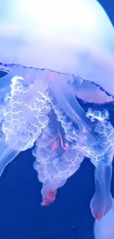 Water Jellyfish Liquid Live Wallpaper